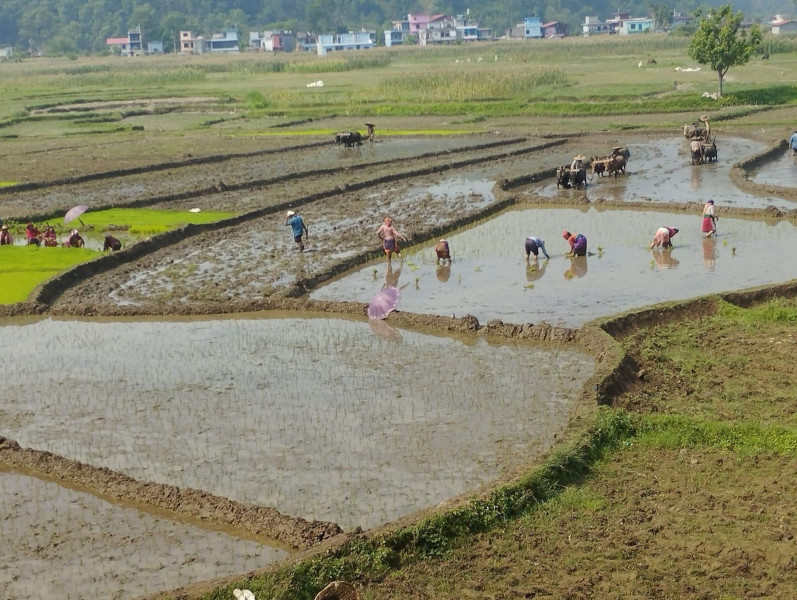 कर्णालीमा ६० प्रतिशतमात्र रोपाइँ